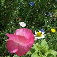 bloemen in heel veel kleurtjes